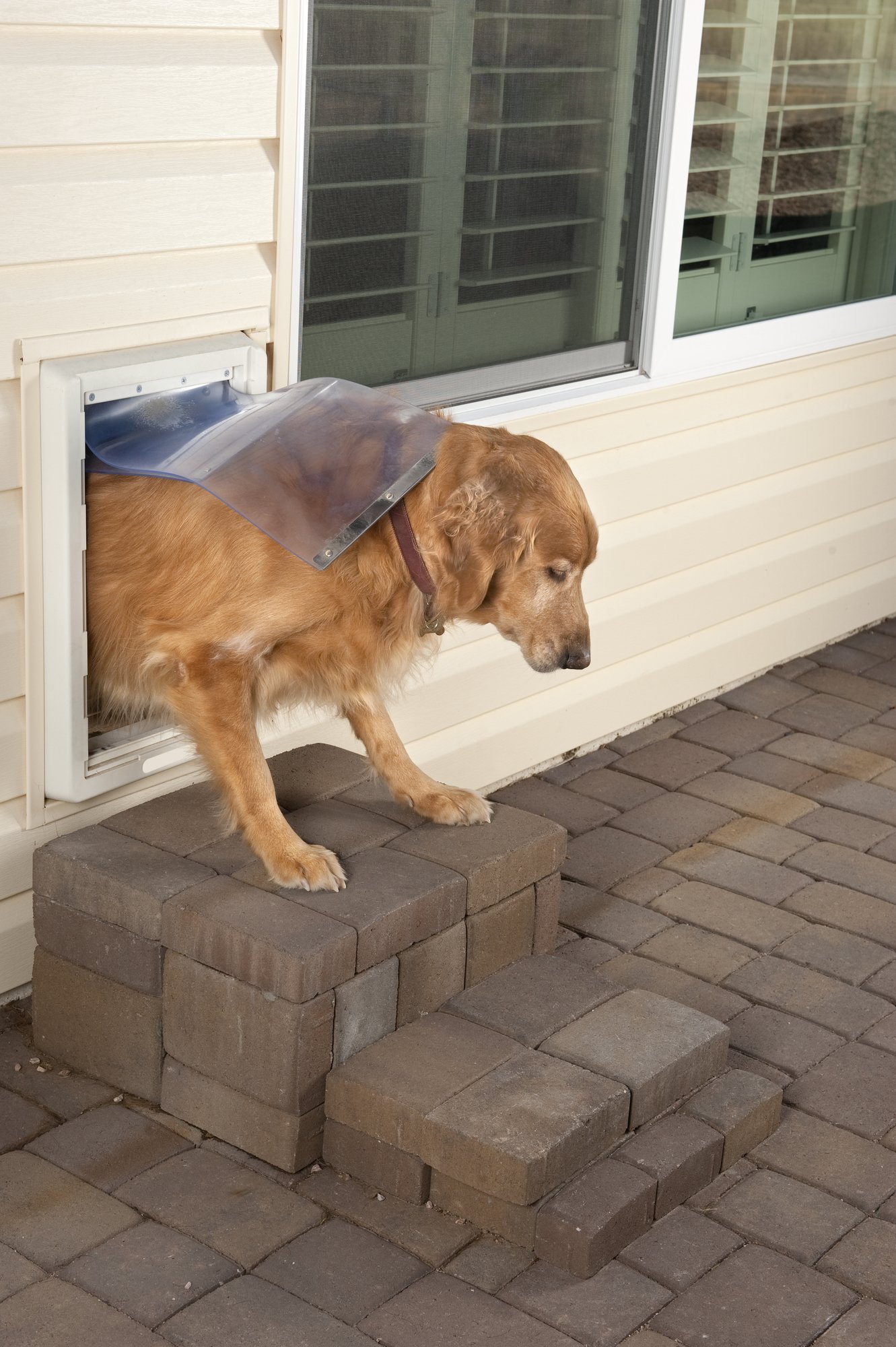 How To Train A Dog To Use A Dog Door