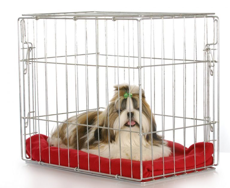 What Size Dog Crate Should I Get for My Dog?