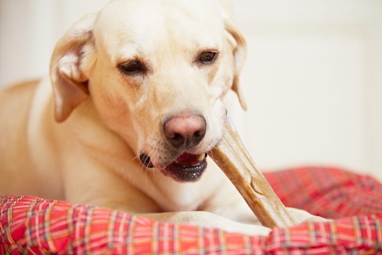 Best Dog Teeth Cleaning Near Me: Finding The Best Clinic