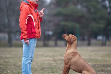 Types Of Dog Training Methods
