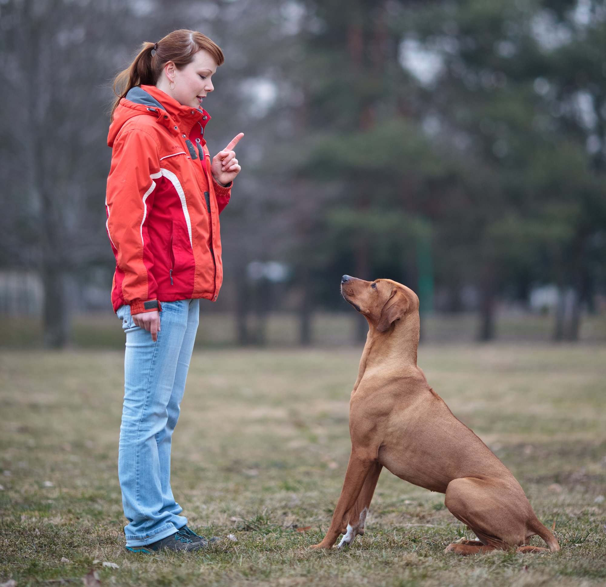Types Of Dog Training Methods