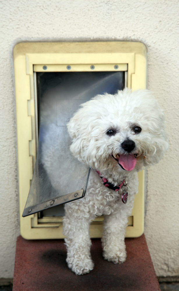 dog using dog door