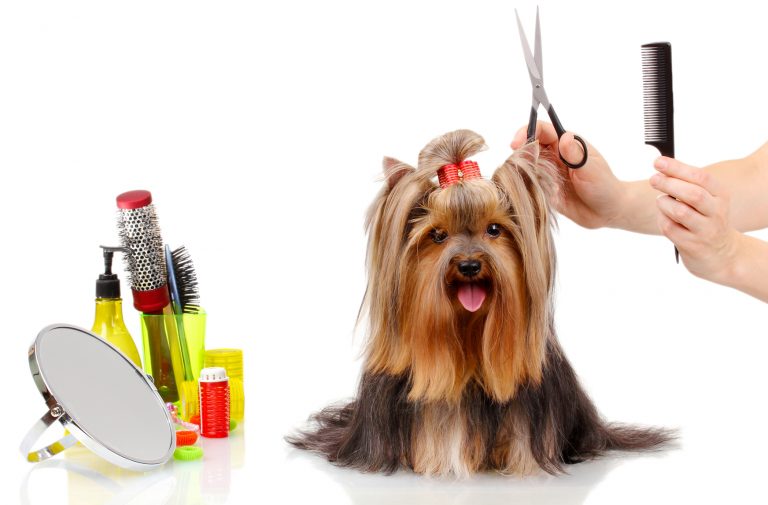 Dog Grooming Kit: 7 Items You Cannot Do Without