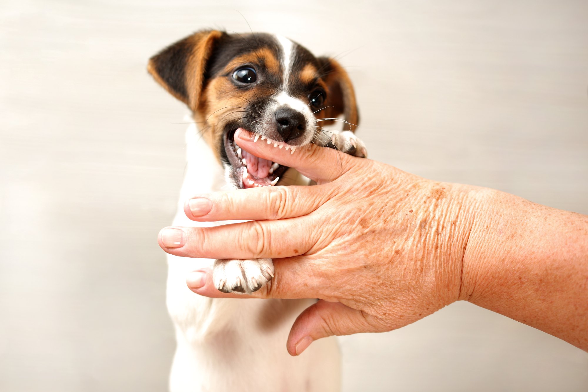 how to control puppy biting