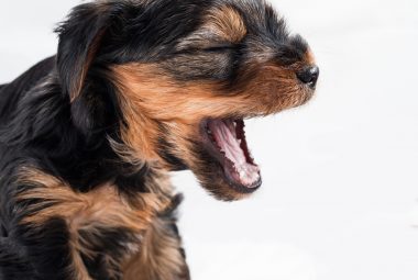 how to stop puppy barking at night