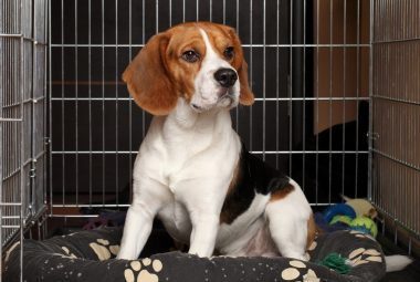 what to put in a puppy crate