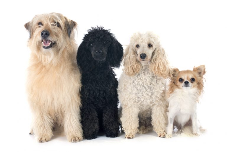 What Dog Breed Is Best For Me: Tips To Help You Decide