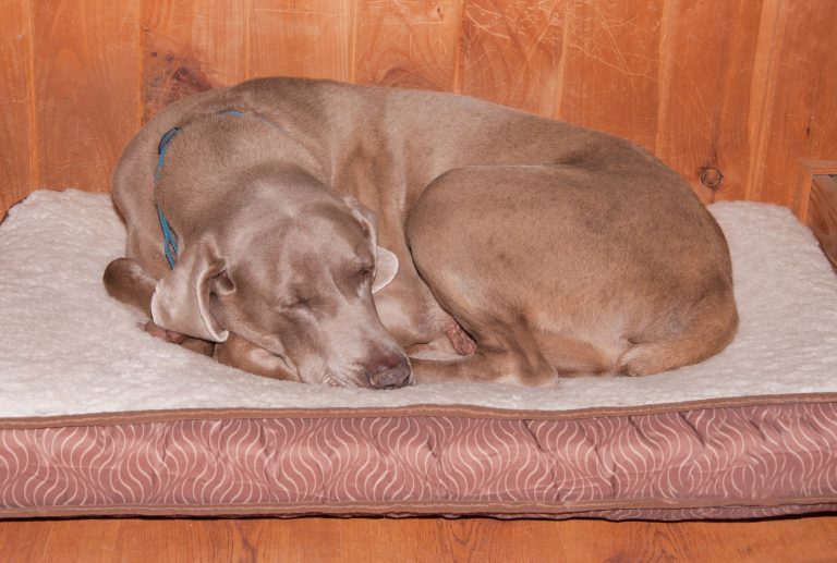 9 Best Dog Bed for Older Dogs