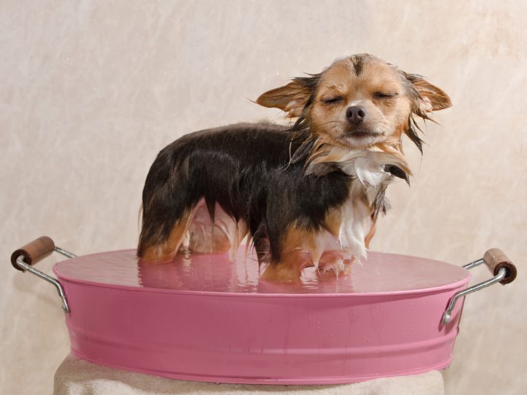 Dog Bathtub: Which Of These 10 Would You Choose?