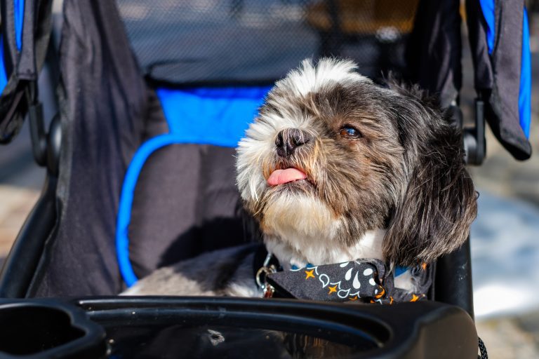 Need A Large Dog Stroller? Here Are 7 Top Choices