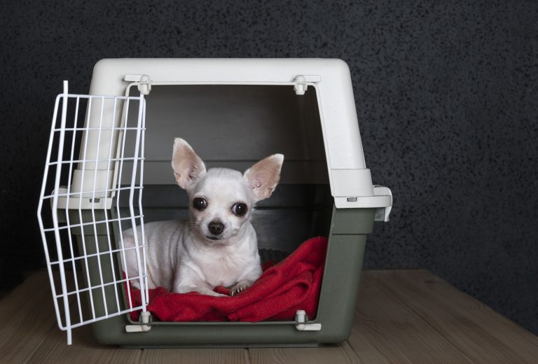 Puppy Whining In Crate: How To Stop Your Pup Whining