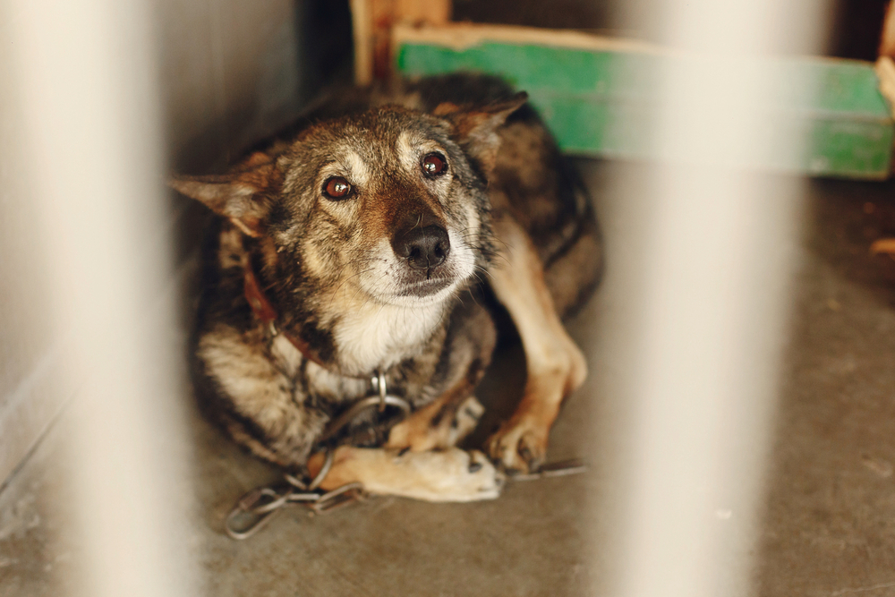 scared dog in shelter cage 