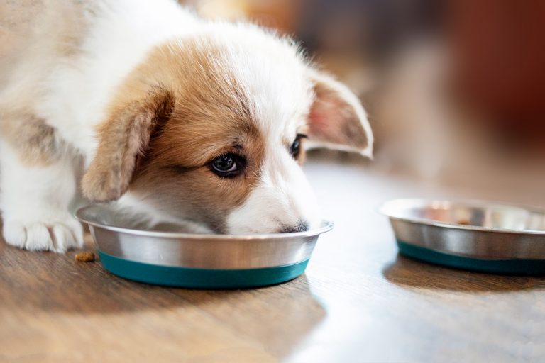 How Much Dog Food To Feed A Puppy: Puppy Care 101