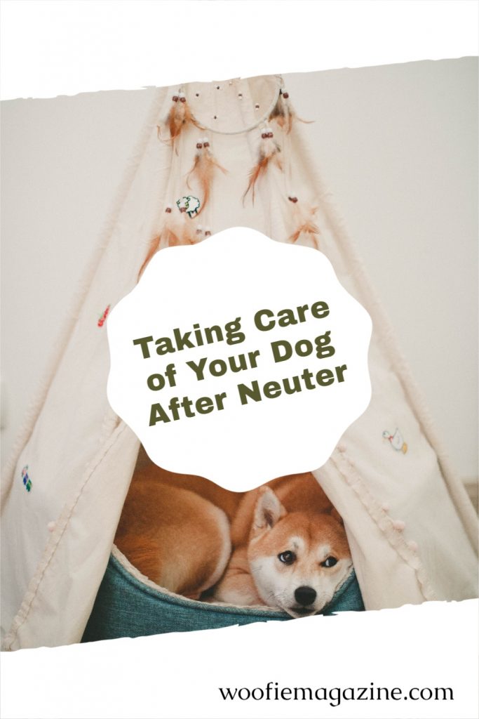 dog care after neuter 3