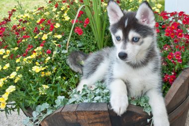 What Are Pomsky Puppies