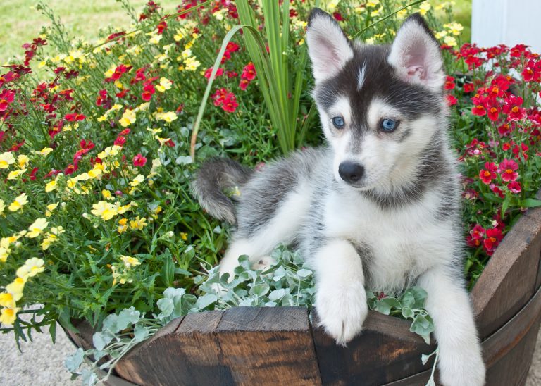 What are Pomsky Puppies? Pomsky Guide 101