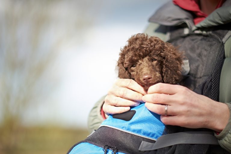 10 Best Dog Carrier Backpack For Your Adventures