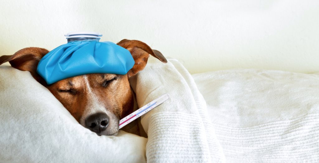 How To Know If Your Dog Is Sick