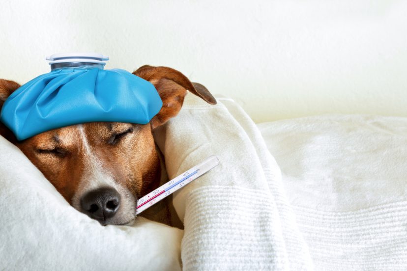 How To Know If Your Dog Is Sick