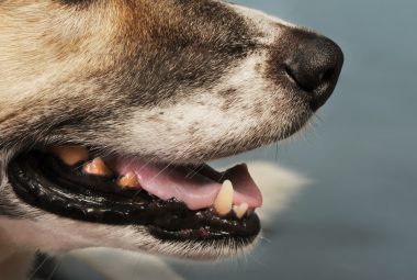 how to fix your dog's bad breath