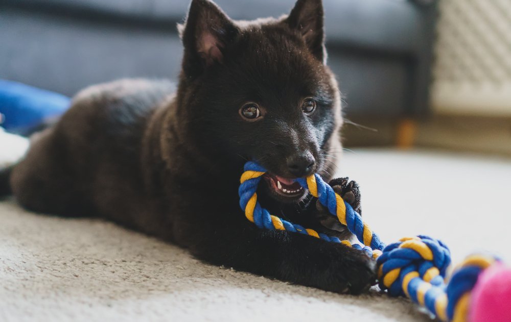 How To Soothe Puppy Teething