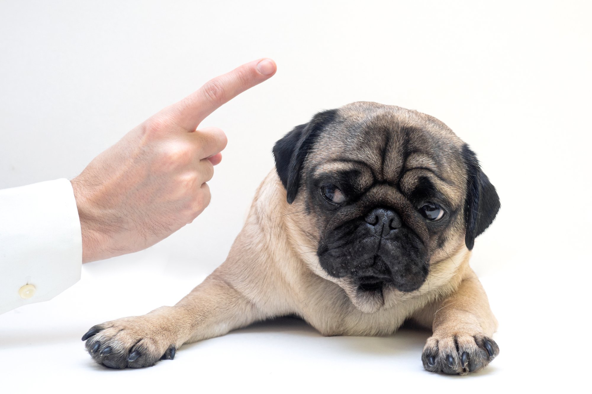 How To Correct A Dog's Bad Behavior