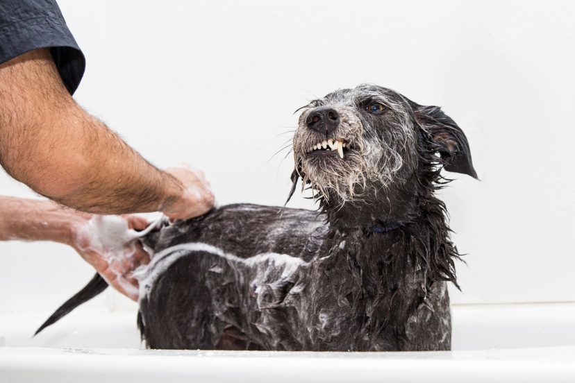 how to bathe a dog at home