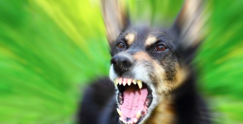 How To Calm An Aggressive Dog