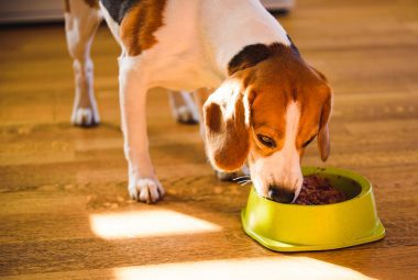best canned dog food for puppies