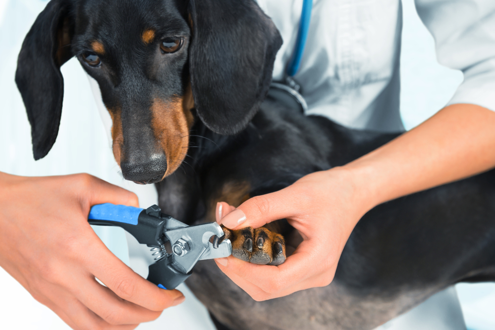 how often should you trim dog nails