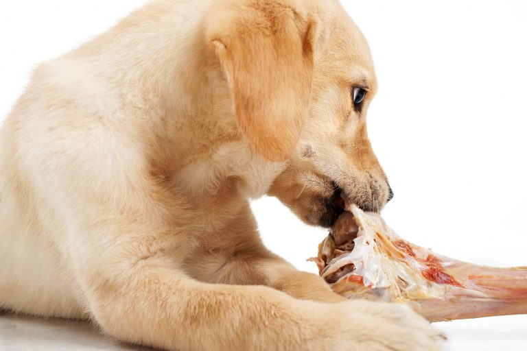 7 Benefits of a Raw Food Diet for Dogs