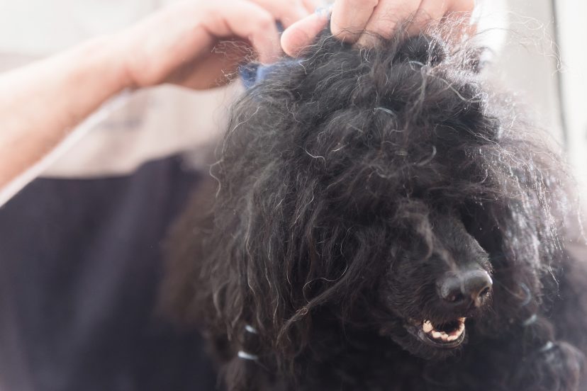 best clippers for matted dog hair