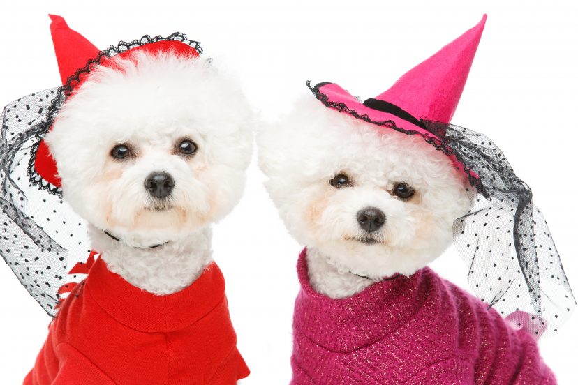 Halloween witch costumes for dogs