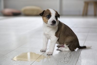 how long does it take for puppies to potty train