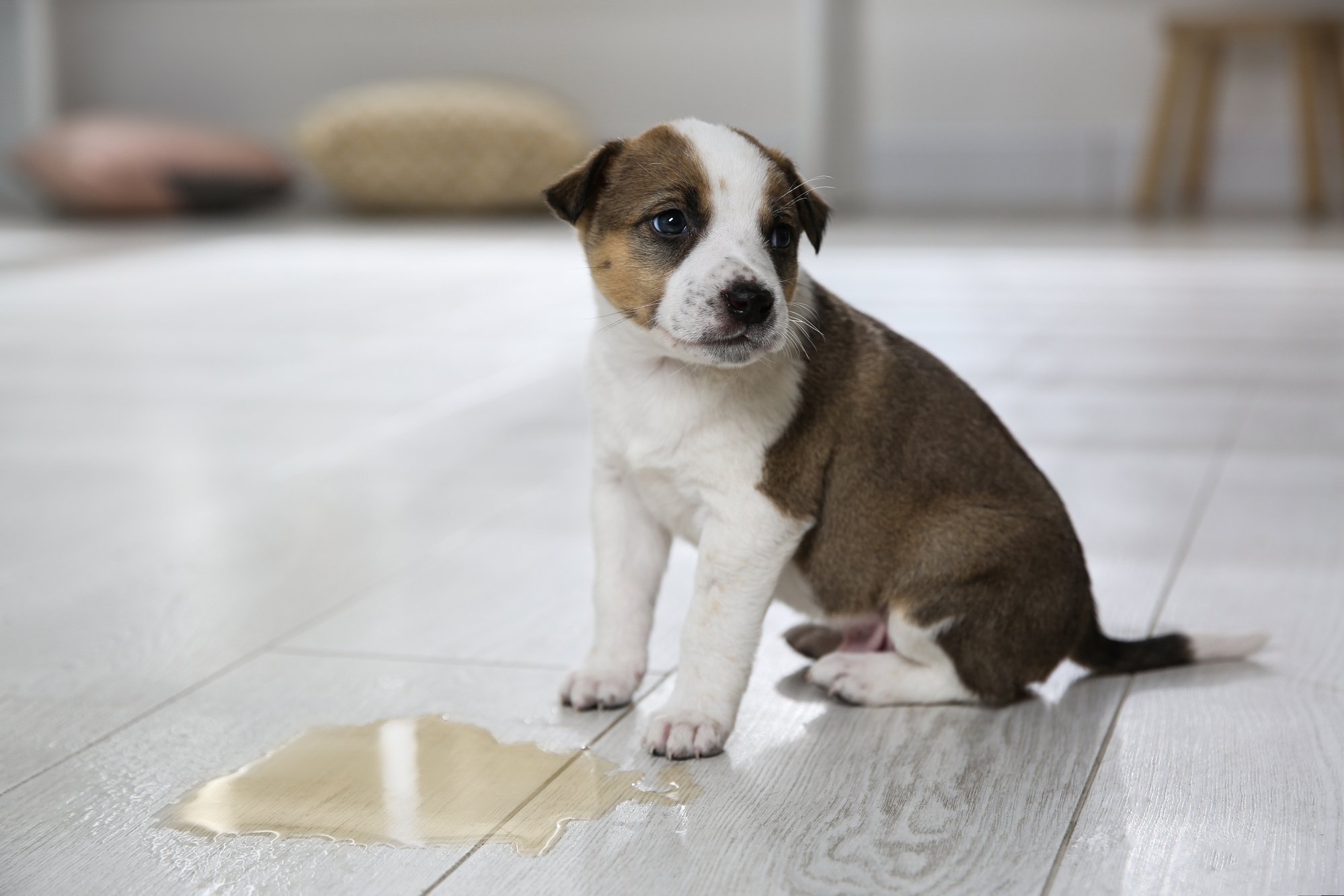 how long does it take for puppies to potty train