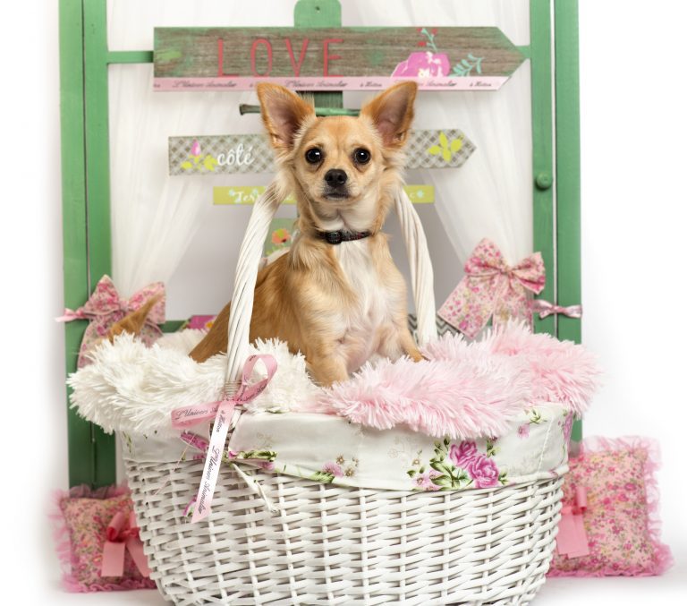 Teacup Chihuahua: Everything You Need To Know