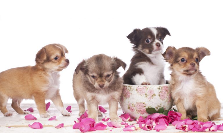 Teacup Chihuahua Lifespan: 7 Factors Affecting Their Life Expectancy