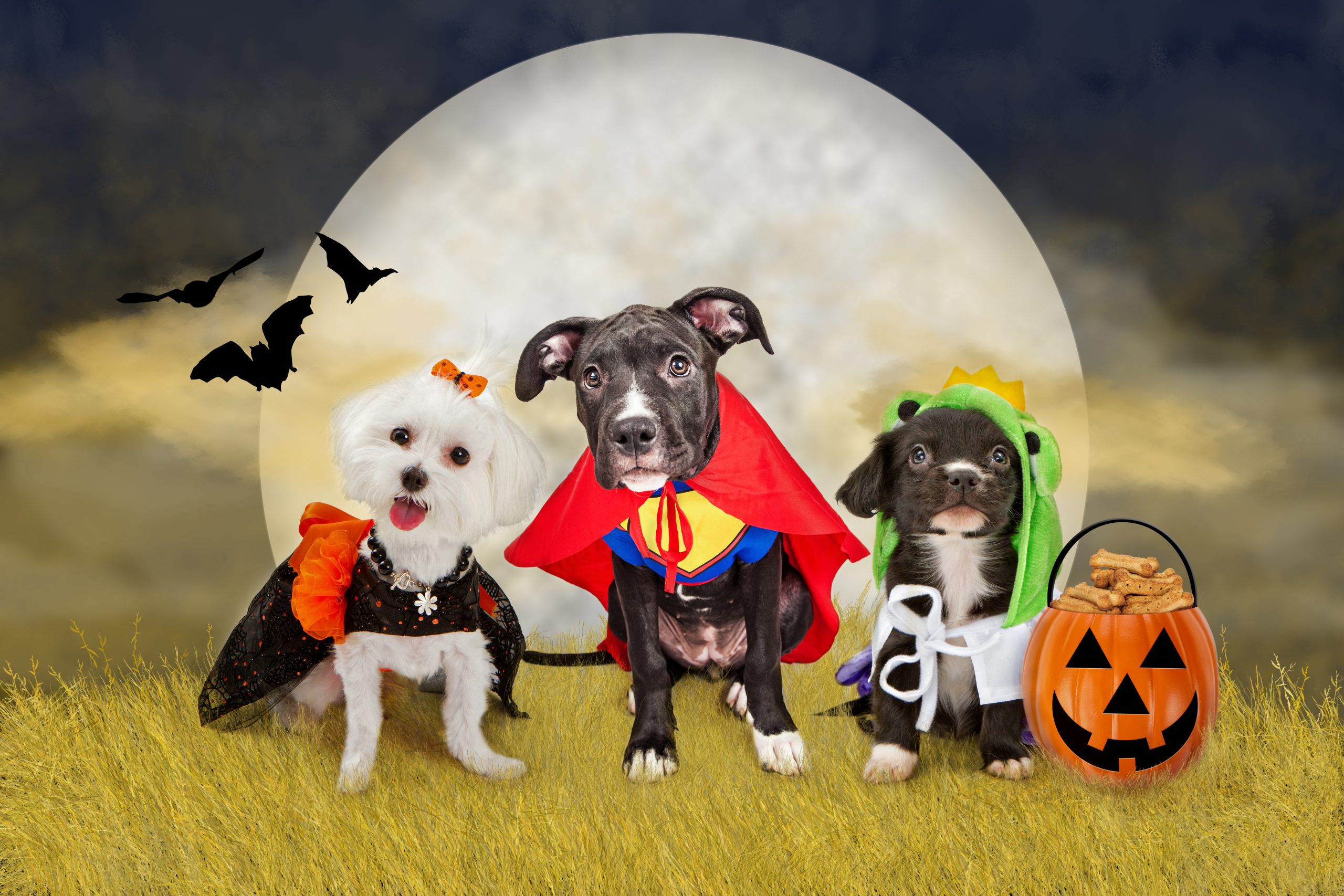 best Halloween costumes for dogs 2021