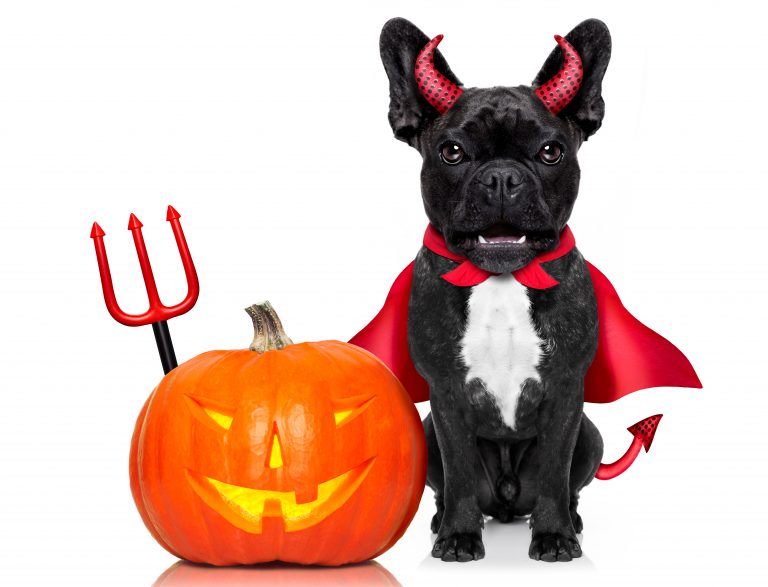Extra Large Breed Dog Halloween Costumes – Top 7 Choices