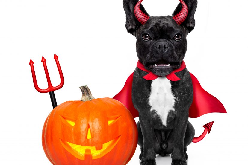 extra large breed dog halloween costumes