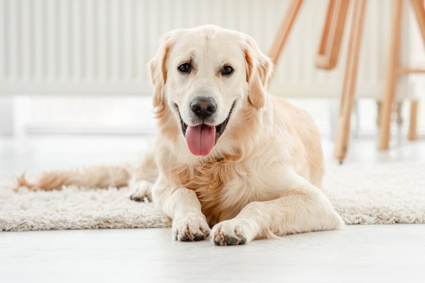 are golden retrievers good apartment dogs