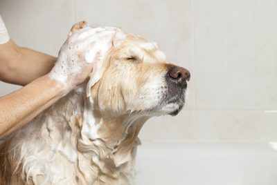 best deshedding shampoo for dogs