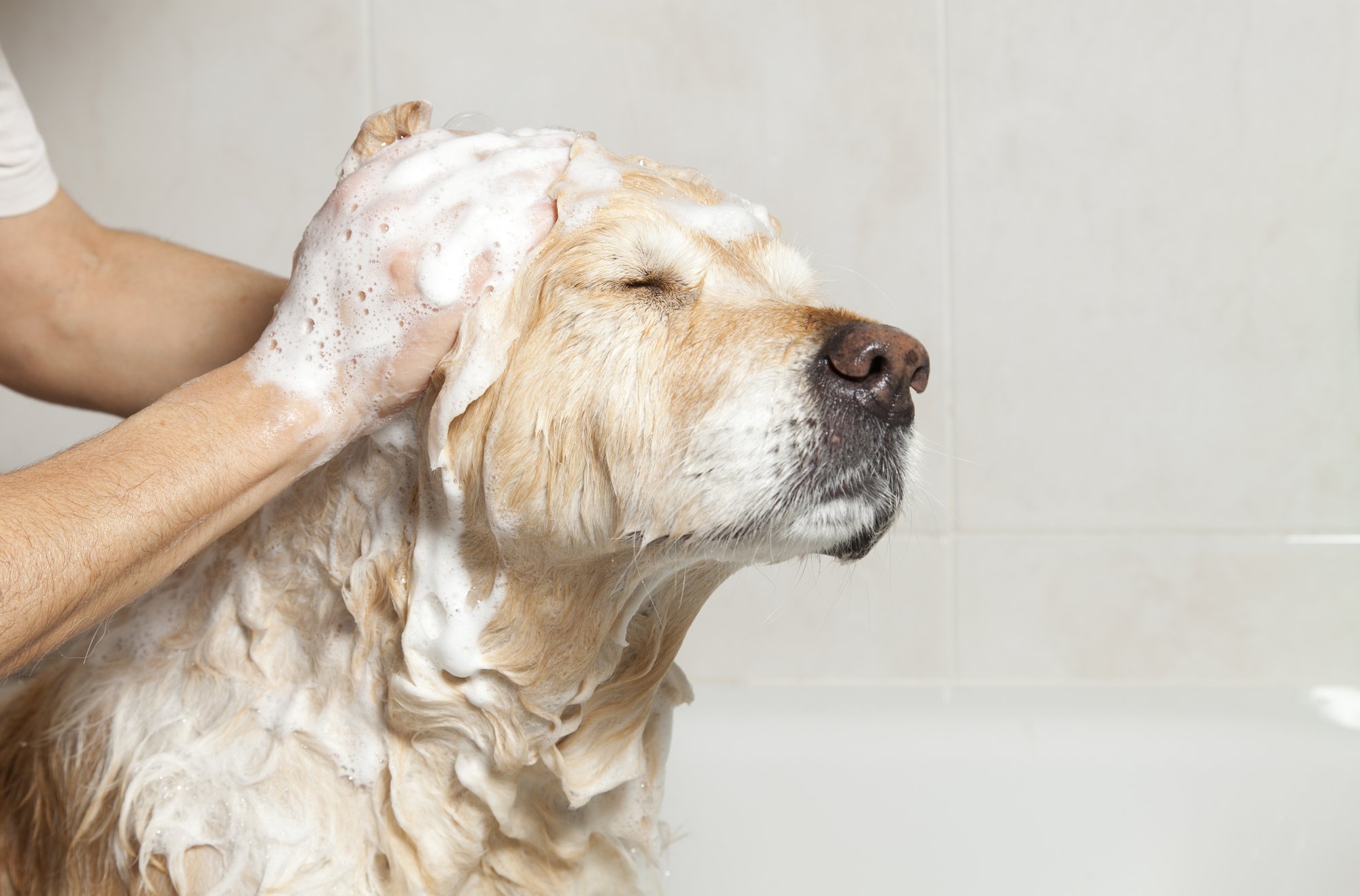 best deshedding shampoo for dogs