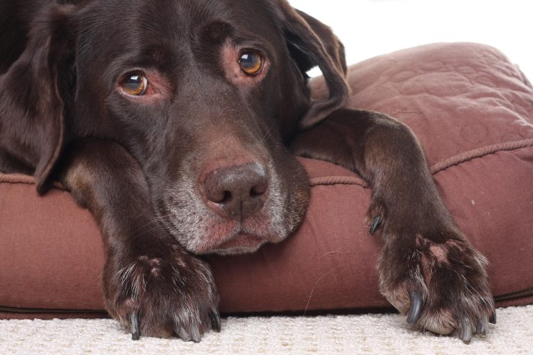 Best Dog Food for Dogs with Arthritis: What They Should & Shouldn’t Eat