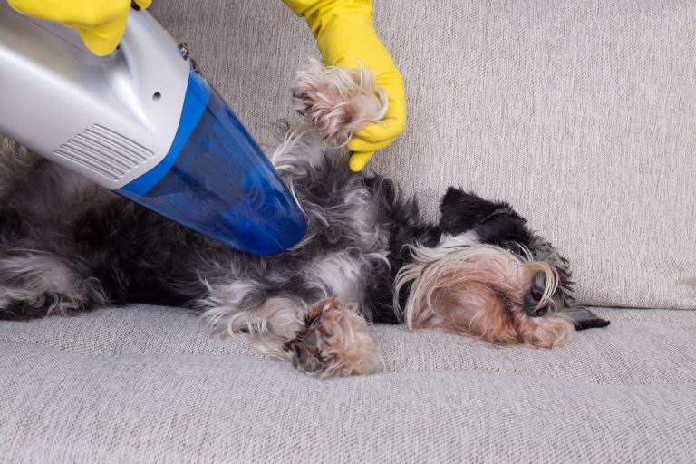 Dog Shedding Vacuum: Top 5 Vacuums & Accessories