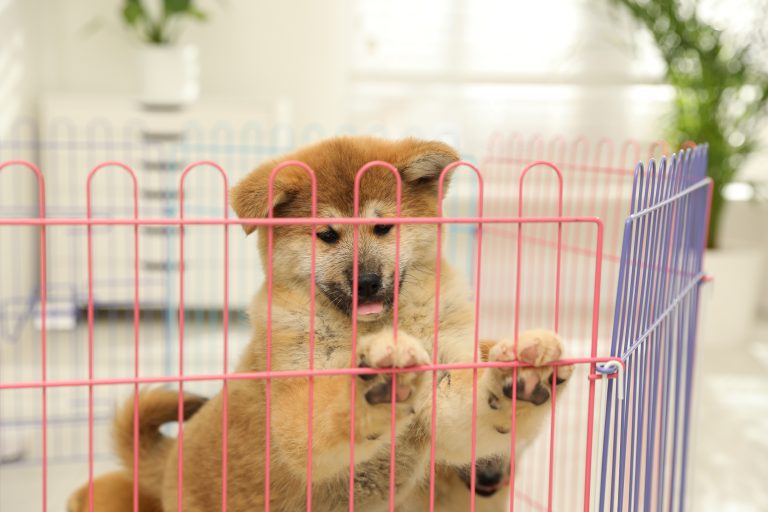 Leaving Puppy in Playpen While At Work – Is This Harmful?