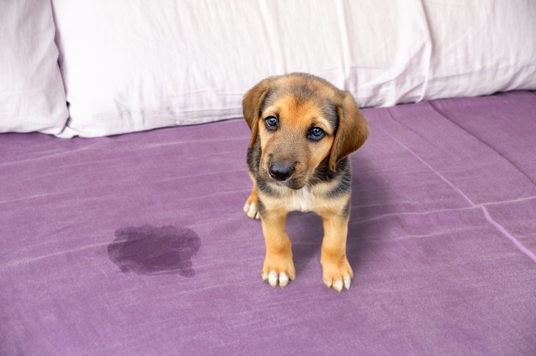 Dog Peeing on Your Bed? 3 Pro Tips To Solve Your Problems!