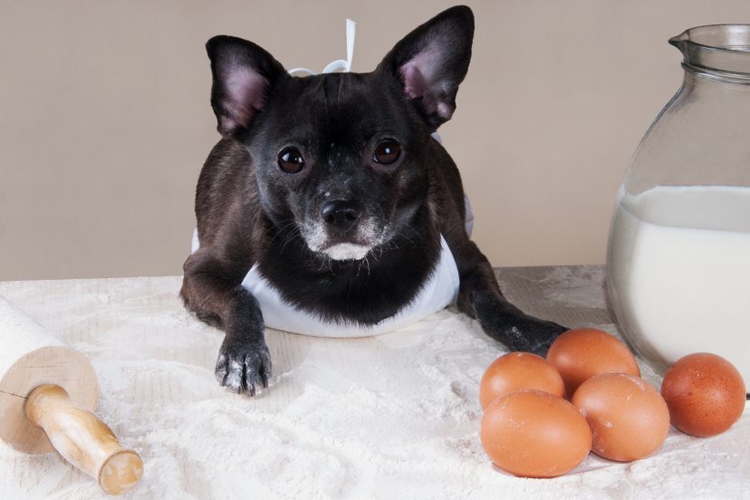 is raw egg good for dogs