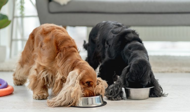Can Dogs Eat Pork? The Safe and Unsafe Sides of Pig Meat