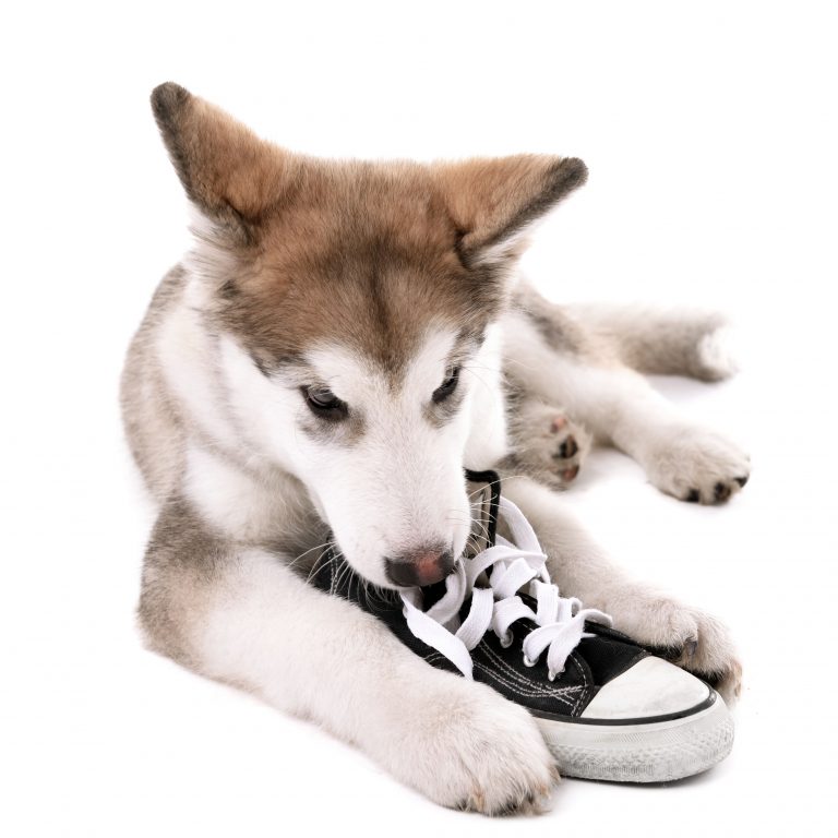 When Do Puppies Stop Chewing? 5 Tips To Stop Your Chewing Problems!